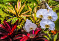 Orchids - Tropical Garden — Canvas Print | D Davila