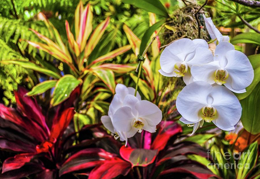 Orchids - Tropical Garden — Canvas Print | D Davila