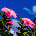 Pink Hibiscus Against Blue Sky Canvas Print by D Davila
