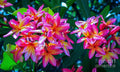 Plumera Flower Garden // Canvas Print by D Davila