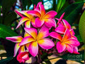Plumeria Pink Frangipani Blossoms // Canvas Print by D Davila