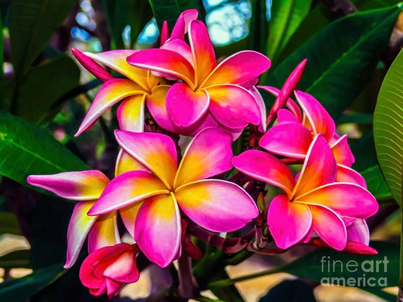 Plumeria Pink Frangipani Blossoms // Canvas Print by D Davila