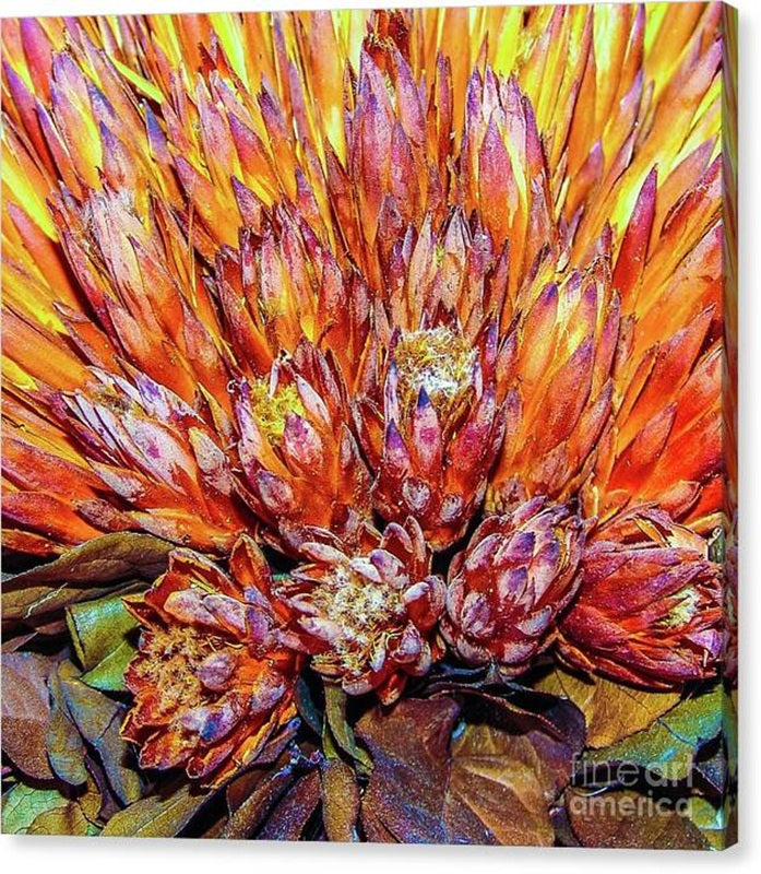 Protea Flowers — Dried — Tropic Hawaii — Canvas Print by D. Davila