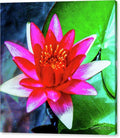 Red Lotus Flower Canvas Print – 24x24 Gallery Wrap