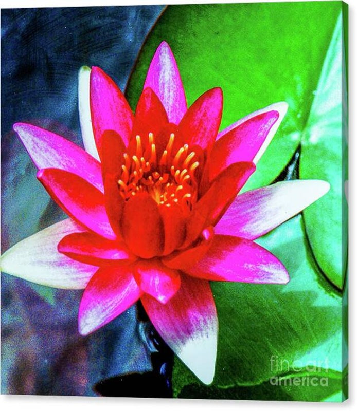 Red Lotus Flower Canvas Print – 24x24 Gallery Wrap
