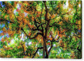 Shower Tree Flowers - Queen Kapiolani Park Canvas Print — 24x15 in. | Gallery Wrap