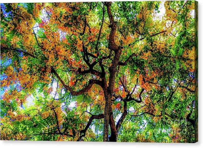 Shower Tree Flowers - Queen Kapiolani Park Canvas Print — 24x15 in. | Gallery Wrap