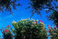 Sunny Day with Blooming Trees // Canvas Print by D Davila