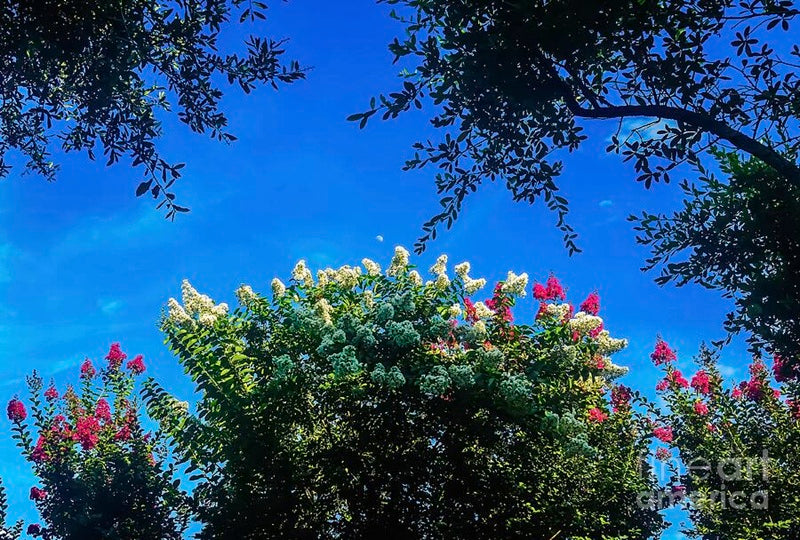 Sunny Day with Blooming Trees // Canvas Print by D Davila