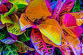 The Leaves // Canvas Print by D Davila