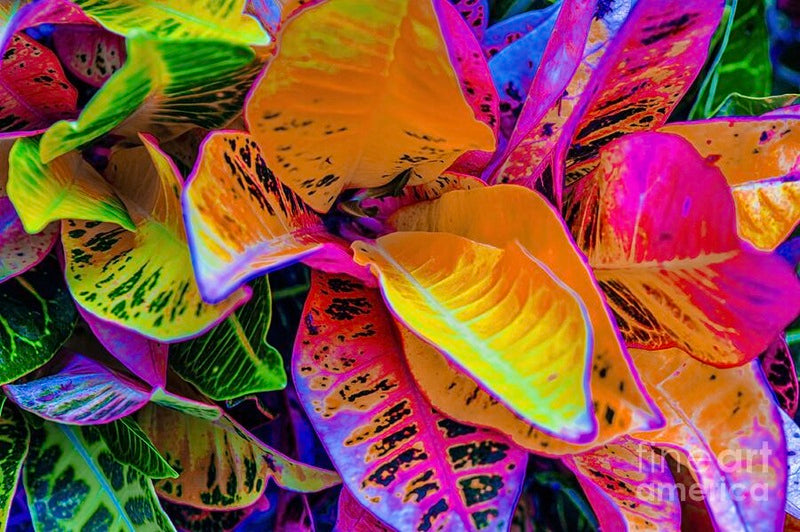 The Leaves // Canvas Print by D Davila