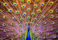 The Majestic Peacock // Canvas Print by D Davila