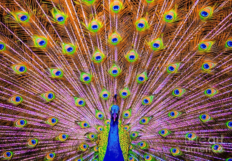 The Majestic Peacock // Canvas Print by D Davila