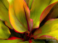 Ti Leaf Plant - Hawaii — Canvas Print | D Davila