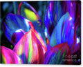 Ti Leaf Rainbows Canvas Print