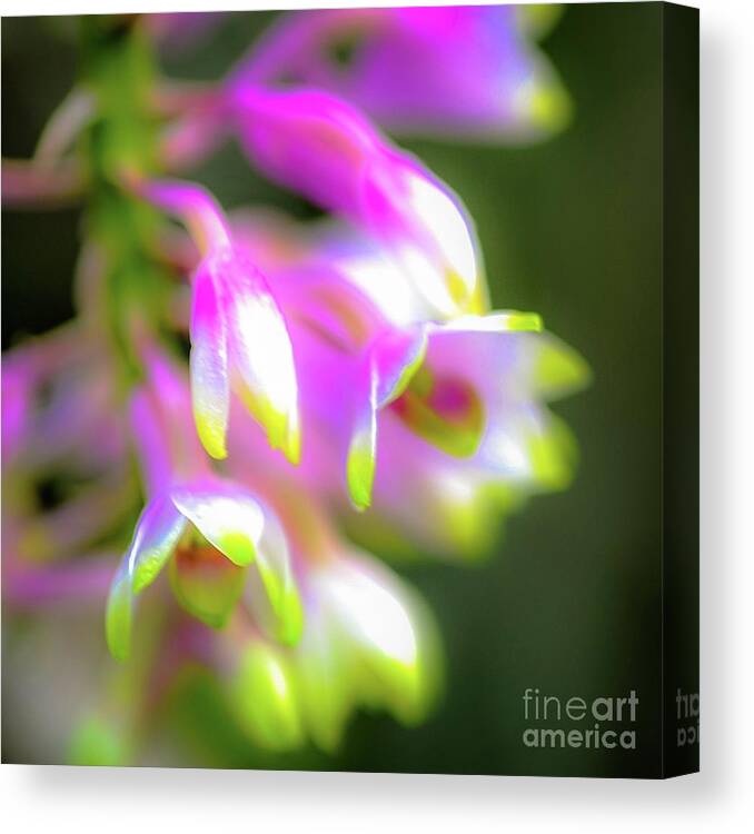 Tropic Orchid Garden — Canvas Print by D. Davila