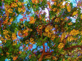 Tropic Trees - Queen Kapiolani Park — Canvas Print | D Davila