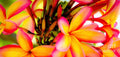 Tropical Hawaii Plumeria Flowers — Canvas Print | D Davila