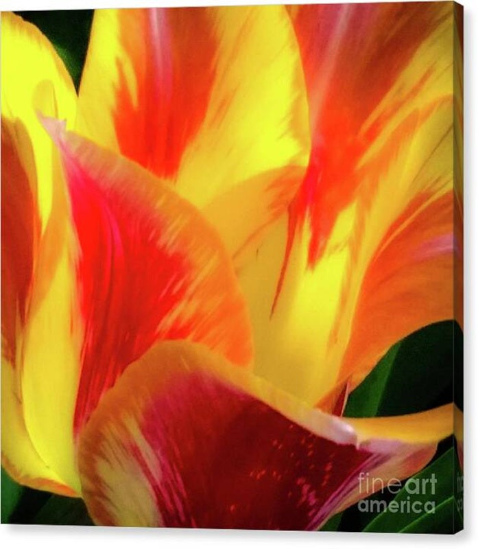 Tulip in Bloom — Canvas Print by D. Davila