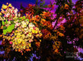 Vibrant Blossoms at Dusk // Canvas Print by D Davila