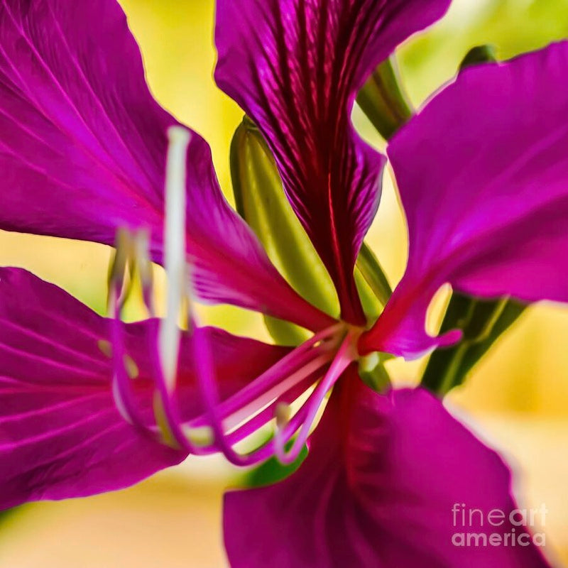 Vibrant Purple Flower Close-Up // Canvas Print by D Davila