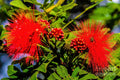 Vibrant Red Ohia Flowers with Bee // Canvas Print by D Davila