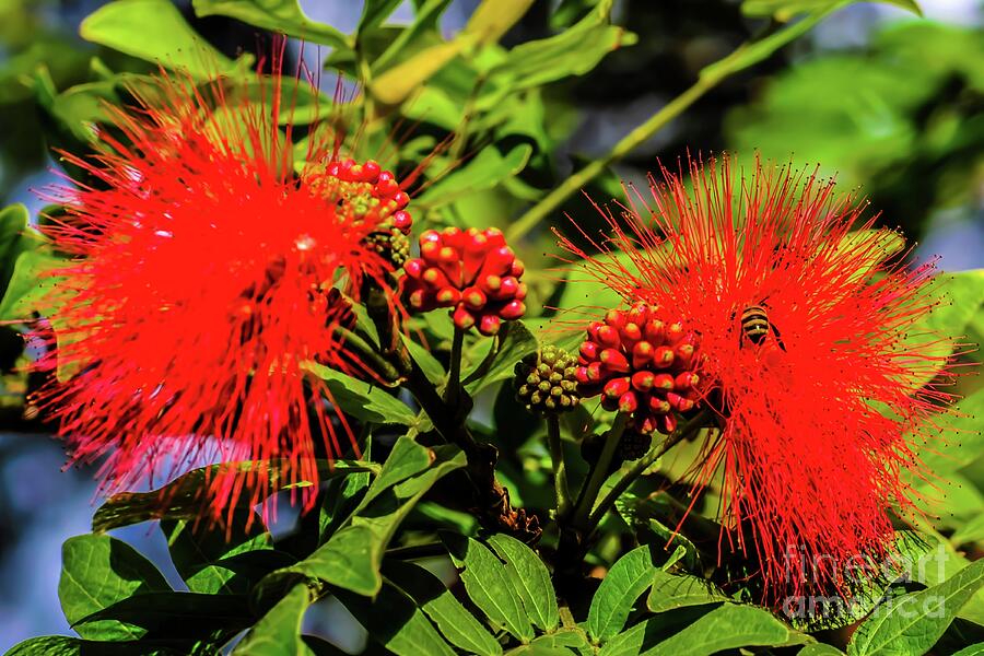 Vibrant Red Ohia Flowers with Bee // Canvas Print by D Davila