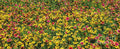Vibrant Wildflowers Texas — Canvas Print | D Davila
