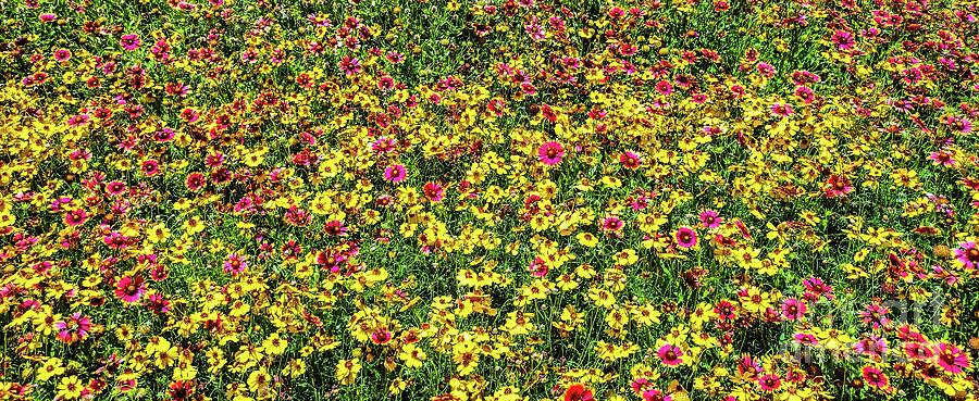 Vibrant Wildflowers Texas — Canvas Print | D Davila