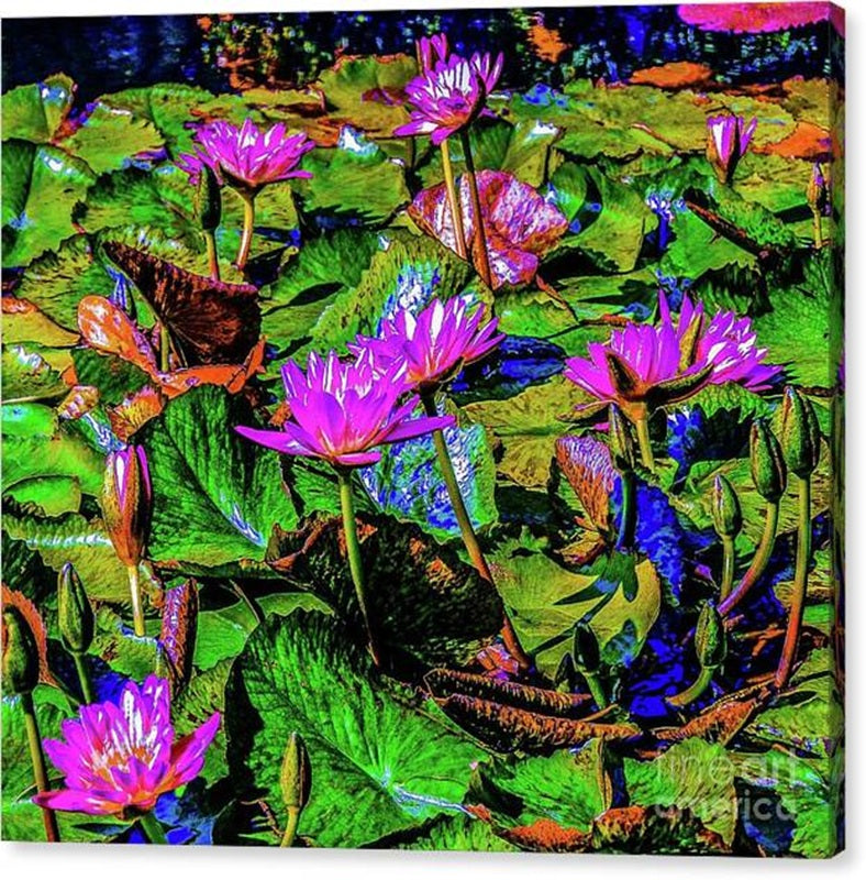 Water Lily Pond and Lotus Flowers Canvas Print — 24x21 in. | Gallery Wrap