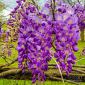 Wisteria Canvas Print