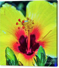 Yellow Tropic Hibiscus Canvas Print — 24x24 in. | Gallery Wrap