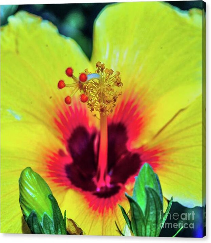 Yellow Tropic Hibiscus Canvas Print — 24x24 in. | Gallery Wrap